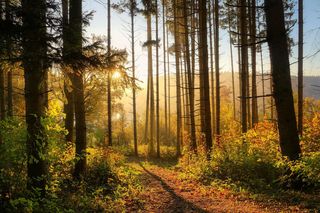 W tych częściach lasu rośnie najwięcej grzybów. Poznacie po charakterystycznych drzewach i nie tylko [GALERIA]