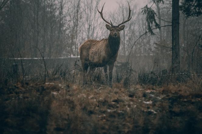 Zobaczenie tego graniczy z cudem, ale już sam dźwięk przyprawia o dreszcze