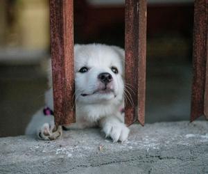 II Kongres Praw Zwierząt - co będzie się działo? 