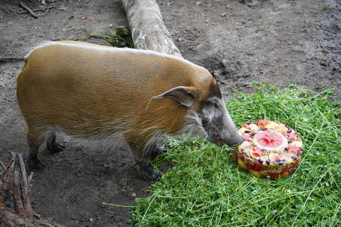Świnka Petunia świętowała 17. urodziny 