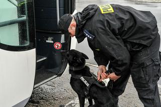 Gorzów: Policyjne psy przeszły specjalne szkolenie... w autobusie [GALERIA]