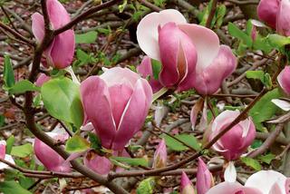 Trzy świetne drzewa liściaste do małego ogrodu: magnolia, katalpa, jabłoń ozdobna