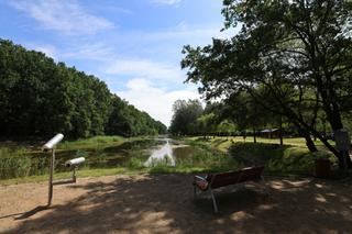 Śnięte ryby nad Martówką. Co stało się w toruńskim parku?