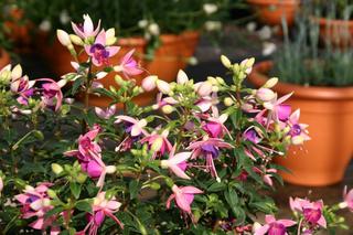 Ułanka (fuksja) – roślina balkonowa i rabatowa o fantazyjnych kwiatach. Odmiany ułanki - zdjęcia