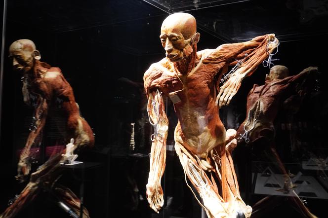 Wystawa z ludzkiego ciała. Body Worlds powróciła do Gdańska po 5 latach 