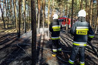 82-latek wypalał trawy, skończyło się pożarem lasu. Spłonęło 1,5 hektara!