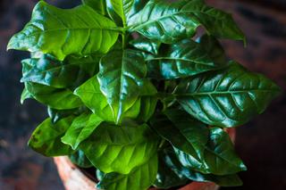 Kawa w doniczce - dlaczego liście stają się brązowe? [Porada eksperta]
