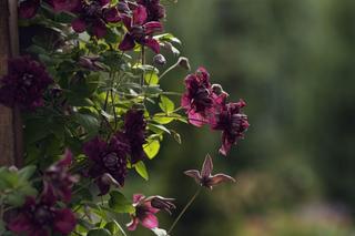 Usychający clematis [Porada eksperta]