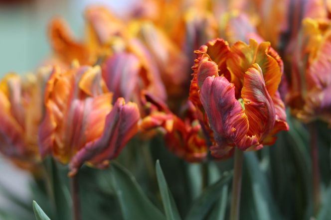 Tulipany papuzie - charakterystyka, zastosowanie, odmiany