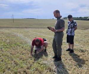 Akcja na polu, gdzie znaleziono Wampirkę z Pnia. Młodzi chodzili z detektorami, niedługo wracają tam archeolodzy