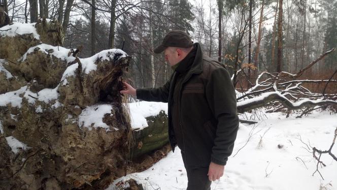 Wycinka buków w lasach murckowskich