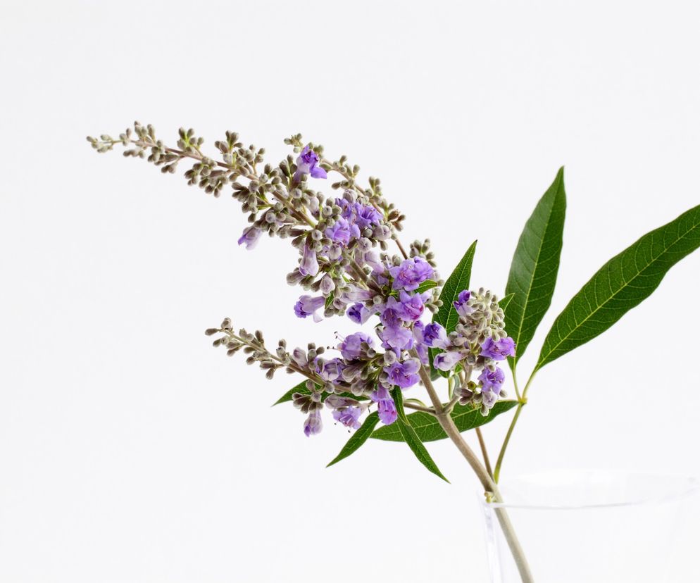 Niepokalanek mnisi to  niewielki krzew o pięknych liliowych kwiatach przypominających lawendę.