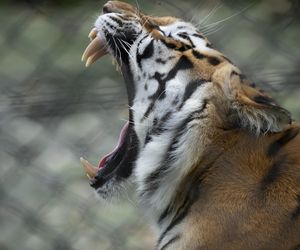 Dramatyczne sceny w zoo. Dzieci widziały, jak tygrys pożera intruza, który znalazł się na wybiegu