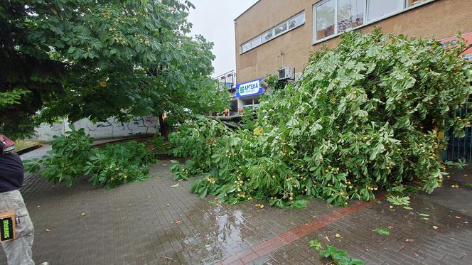 Powalone drzewo po burzy