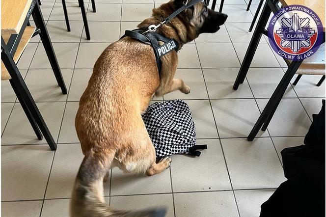 Policyjny pies zainteresował się plecakiem 16-letniej uczennicy. Nastolatka będzie się gęsto tłumaczyć