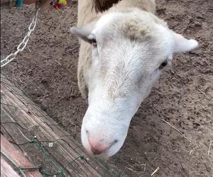 Zamiast dokarmiać, czochrają zwierzęta. Nowa atrakcja w lubińskim zoo