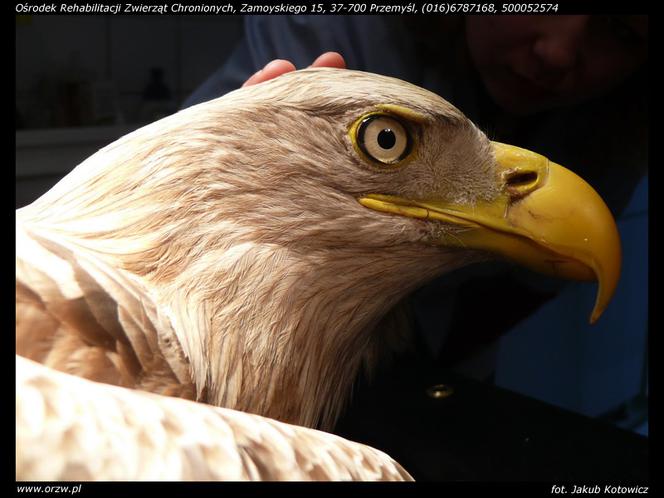 Uratowali zatrutego orła