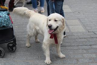 31. Finał WOŚP z krakowskimi Golden Retrieverami (i nie tylko)