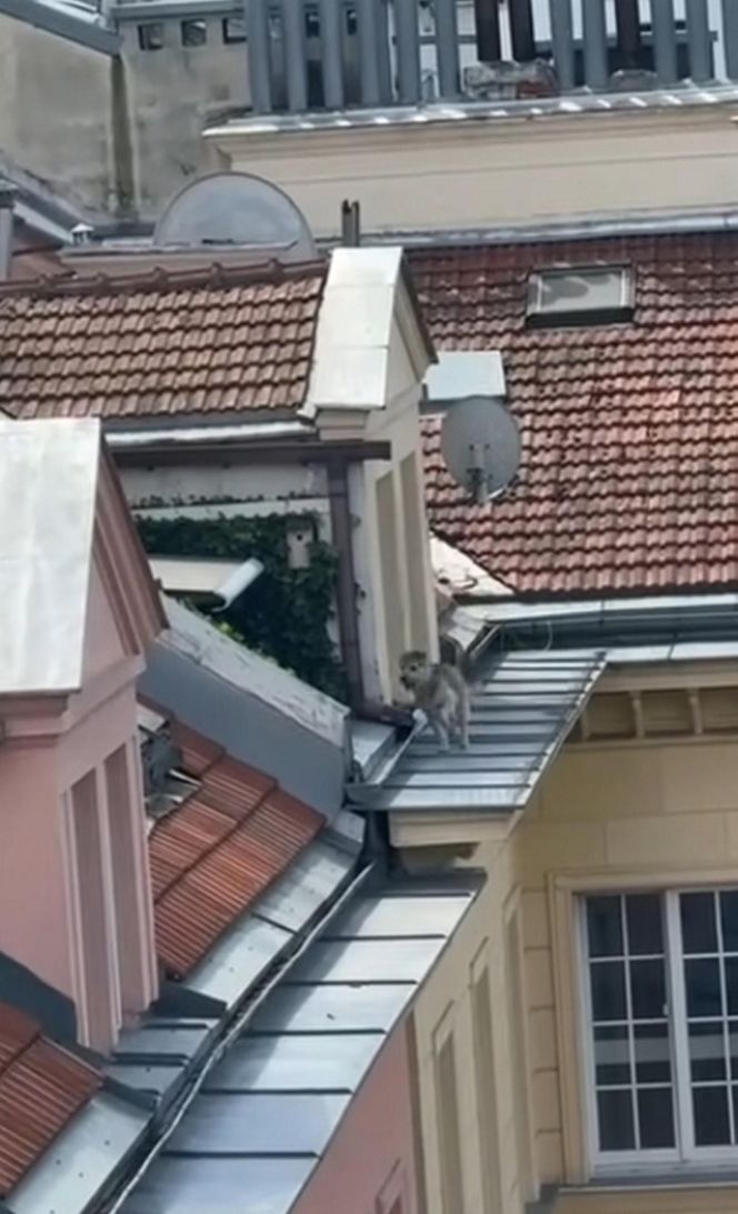 Niezwykła akcja strażaków na Nowym Świecie. Pies hasał po dachu kamienicy