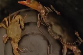 Rodzina pięcioraczków nurkuje w Tajlandii 