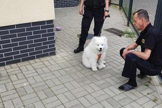 Strażnicy miejscy ratowali psa z rozgrzanego pojazdu