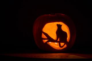 Dynia na Halloween. Jak zrobić krok po kroku? Straszne i śmieszne wzory [GALERIA]