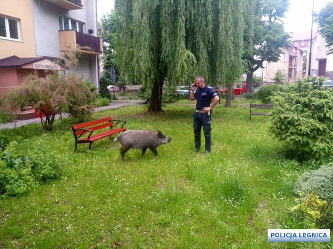 Dzik wystraszył dzieci i zjadł im pierogi