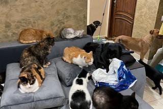 Znana pisarka, biznesmen z Holandii i menadżerka gwiazd zawieźli dary dla Ukrainy i uratowali koty