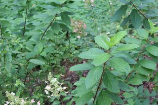 Zabytkowy park pod Lubawą zmienił się nie do poznania. Teraz wygląda jak z bajki