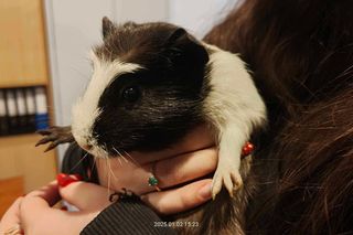 Świnki morskie porzucone w tramwaju. Ludzie nie przestają nas zadziwiać