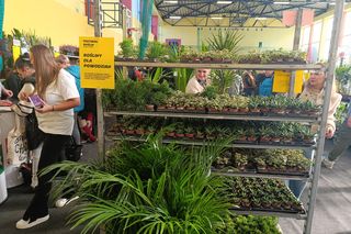 Festiwal Roślin we Władysławowie 12-13 października 2024