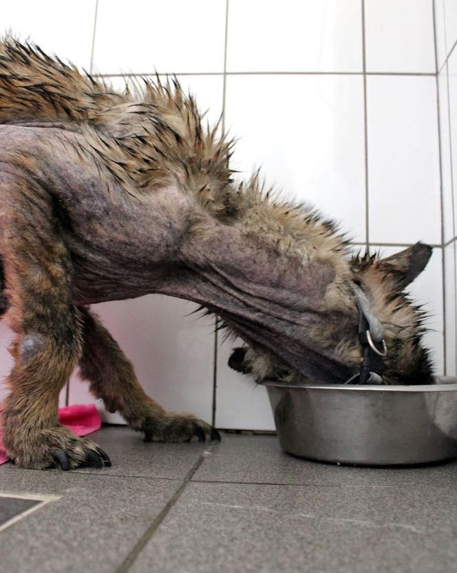 Pamiętacie Figę? Skrajnie zaniedbana suczka nie wróci do swoich właścicieli