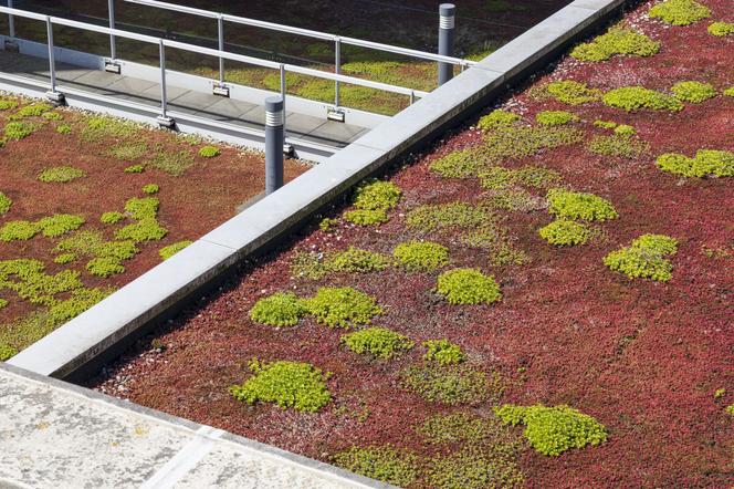 Zielony dach pokryty rozchodnikami do ochrony wody deszczowej