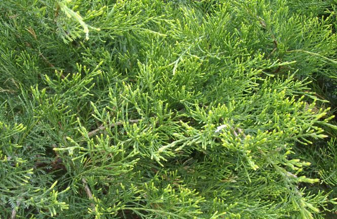 Jałowiec pośredni 'Mint Julep' - Juniperus x media 'Mint Julep'
