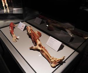 Wystawa z ludzkiego ciała. Body Worlds powróciła do Gdańska po 5 latach 