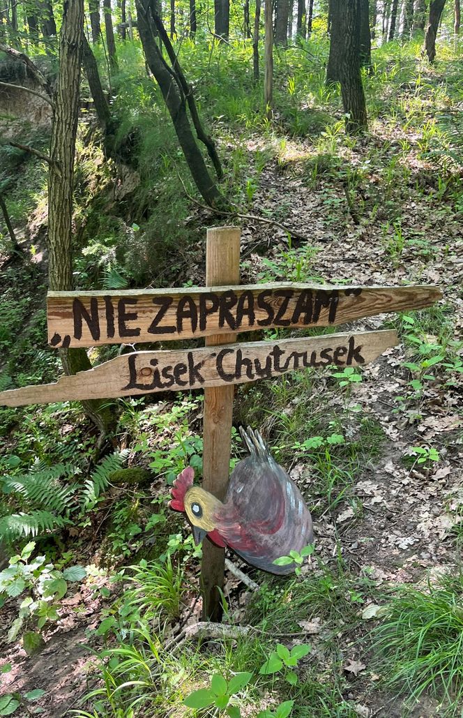 To najbardziej bajkowa wieś w Polsce. Zobacz, co kryje Majdan Ostrowski
