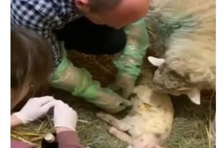 Zostałem mamą Henia