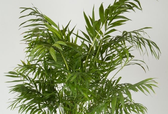 Chamedora wytworna (chamedora wyniosła, palma koralowa) - Chamaedorea elegans