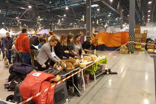 EXPO SILESIA DOG SHOW 2017