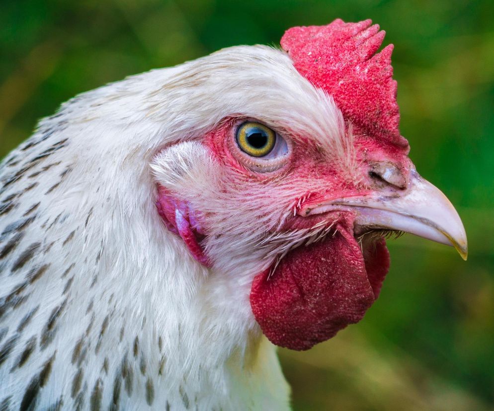 Ostrów. Nowy wirus wśród drobiu. 130 tysięcy ptaków zutylizowanych!