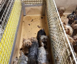 Nie żyje właścicielka pseudo hodowli w Bydgoszczy! 85 psów żyło w strasznych warunkach