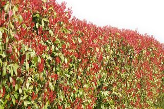 Głogownik - Photinia