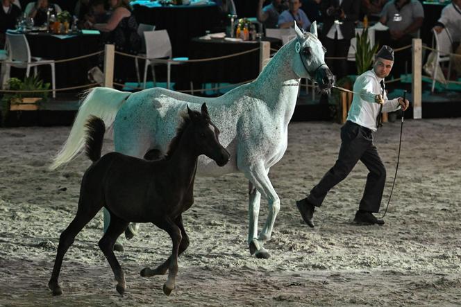 Porażka Pride of Poland 2024? Zyski są zdecydowanie niższe niż rok temu