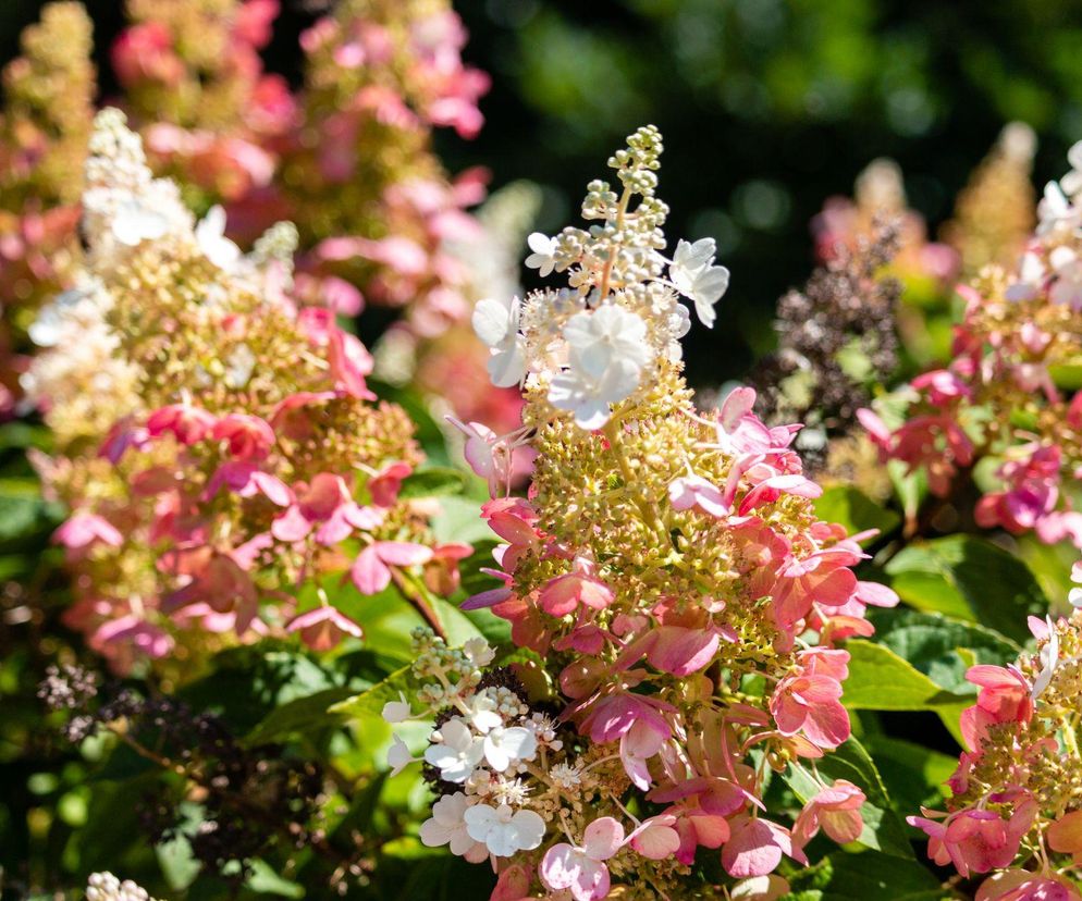 Hortensja bukietowa 'Pinky Winky'