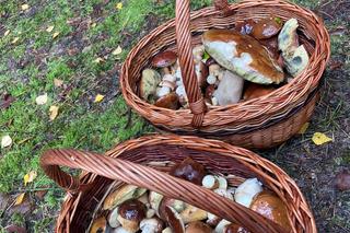 Trwa wysyp grzybów w woj. lubelskim