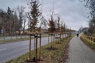 Olsztyn będzie bardziej zielony. Pojawiły się nowe drzewa