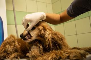 Spaniel Rysio chory przez kołtuny [GALERIA]