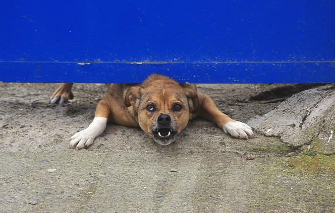 Wielkopolska: Psy śmiertelnie pogrzyły 65-latka