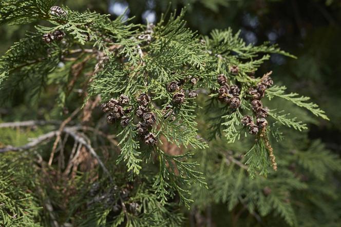 Cyprysik Lawsona [Porada eksperta]