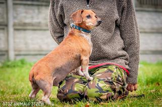 Bercik - starszy jamnik szuka domu